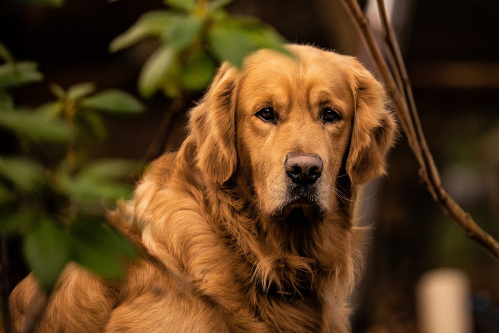 Golden Retriever Inglés