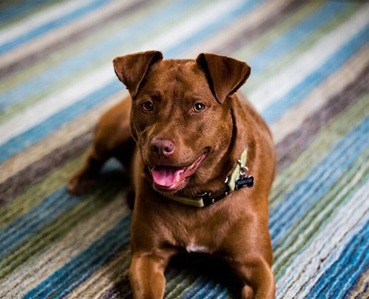 fotos de cruce de pitbull con labrador