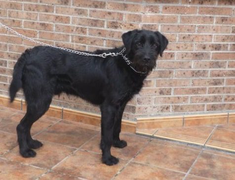 Schnauzer con labrador