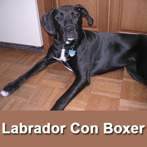 cruce de labrador con boxer