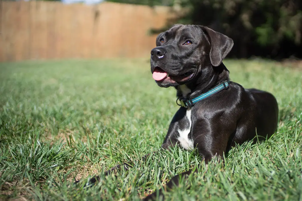 labrador cruzado con boxer