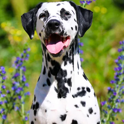 Labrador y dalmata