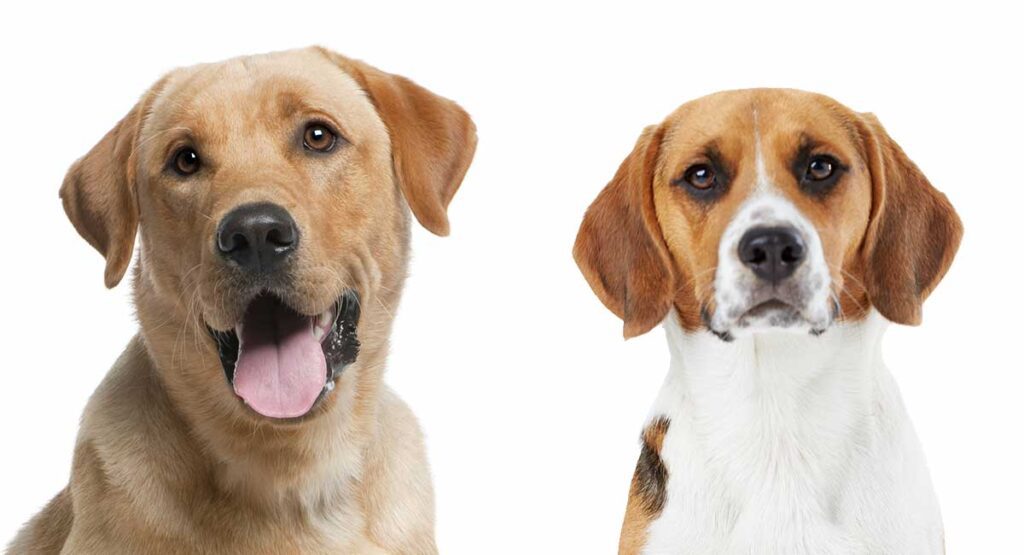 mezcla de labrador y beagle