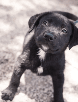 labrador cruzado con pitbull cachorro	
