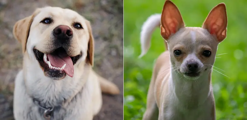 black labs chihuahua