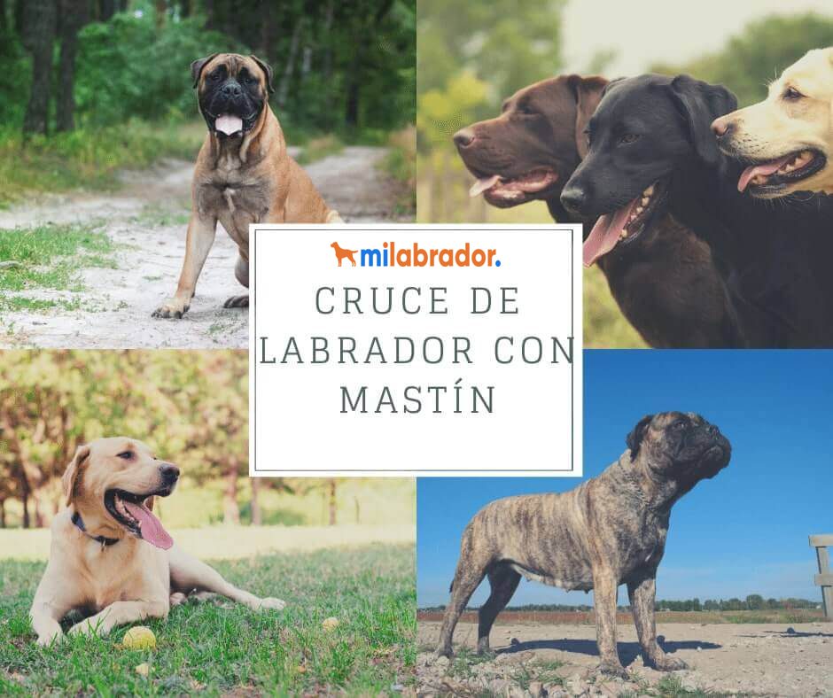 mastin y labrador cruce