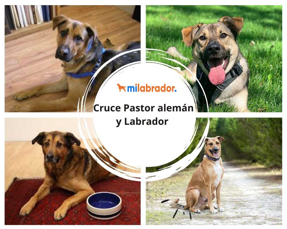 mezcla de pastor aleman y labrador cachorro